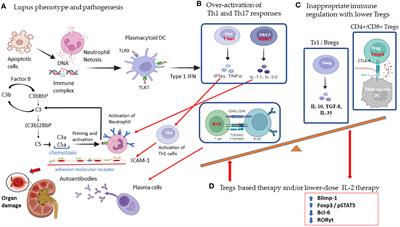 Pathogenesis and novel therapeutics of regulatory T cell subsets and interleukin-2 therapy in systemic lupus erythematosus